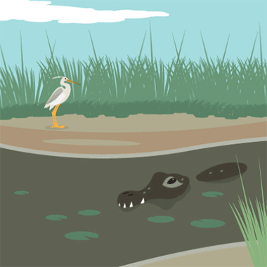  wetlands scene